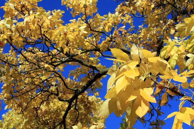 20081012_royalbotanicgardenskew_271